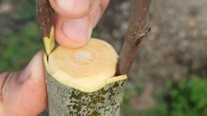 Успешная Прививка  Мушмулы на Боярышник