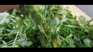 Кормление Индюков Травой в сезон Дождей, разнотравье для индюшат, возраст 2 месяца