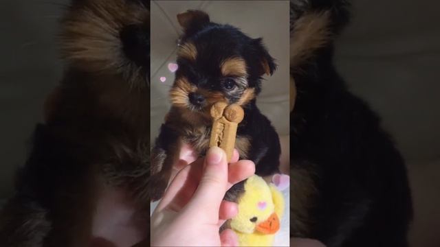 Смотреть видео онлайн