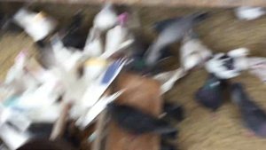 #Pigeons.Вот чем надо пропоит голубей.