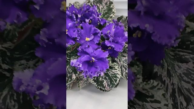 Фиалка ЛЕ-Демо смотреть онлайн