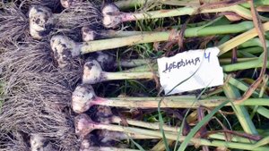 Характеристики и описание чеснока сорта Добрыня