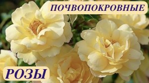 ЦВЕТУЩИЕ КОВРЫ. ПОЧВОПОКРОВНЫЕ РОЗЫ. Tantau / W. Kordes. Groundcover roses. ДАЧНЫЙ КРЕАТИВ.