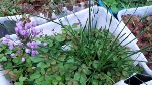 КНЯЖЕНИКА.Описание .Сорт Меспи. БиоЗащита с Луком угловатым!