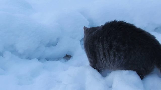 Кошки-мышки с горностаем. смотреть онлайн