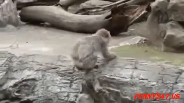 ОБЕЗЬЯНА РОЖАЕТ