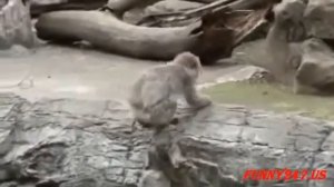 ОБЕЗЬЯНА РОЖАЕТ
