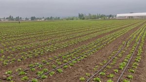 Салаты Айсберг, Лолло росса, Романо ... . Весенний сезон 2023 Ташкент Узбекистан