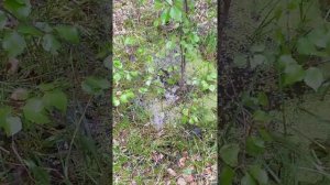 Куда пропадают люди в лесу.