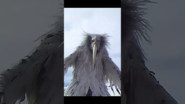 (FREE) Opium Bird Type Beat - X смотреть онлайн