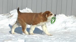 Питомник "Белый Лекарь" | Щенки среднеазиатской овчарки | Помёт "Д"