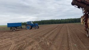 Трактора МтЗ-82 с комбайном Рязанец. Уборка картофеля 2021. СССР ЖИВ ИЛИ КАК МЫ РАБОТАЛИ У ФЕРМЕРА.