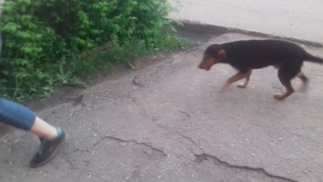 Собачка потерялась , ходит около дома.Видно то что был хозяин на шее след от ошейнийка смотреть онлайн