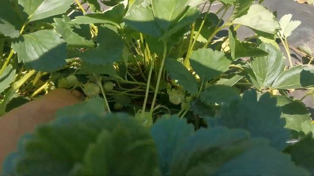 Земляника Зенга Зенгана. Очень урожайная! смотреть онлайн