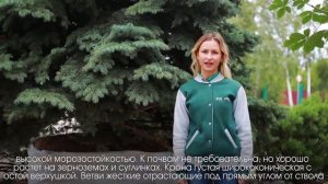 ЕЛЬ ГОЛУБАЯ КОЛЮЧАЯ ГЛАУКА. Все что нужно знать? Голубые ели - сорта