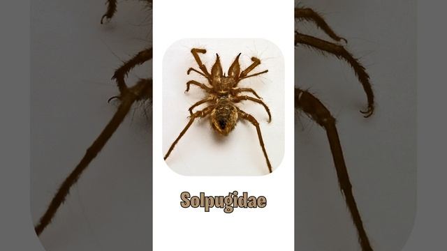 Different Family Names Of Solifugae | Known As Camel Spiders | Solifuges