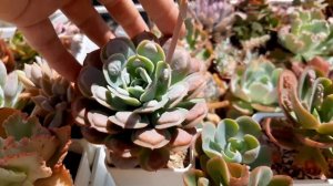 ЭХЕВЕРИИ С НАРОСТАМИ. СЕКРЕТ ПОЯВЛЕНИЯ БОРОДАВОК.