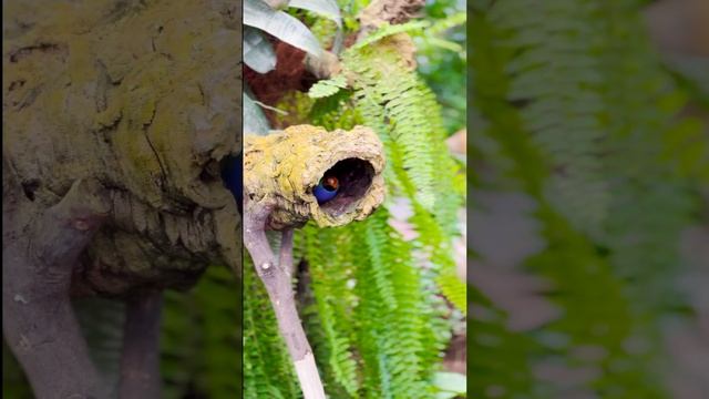 Butterfly Park - Benalmadena