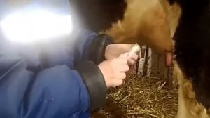 МАСТИТ у коровы. Лечение и профилактика.
