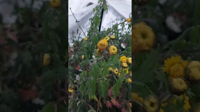 С Днем Преподавателя Высшей школы ... #образование #осень2023 #подпишись смотреть онлайн