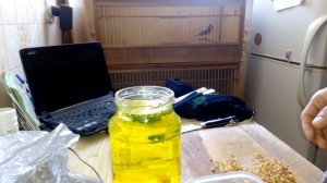 Мягкий корм. ( Соловей красношейка).