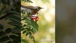 р. н.п. "Ты воспой в саду соловейка" Исп. вокальный дуэт " ИрГа" Ирина Синицына Галина Ивановская