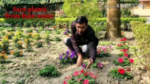 पिटूनिया मे बहुत सारे सुंदर फूल पाने के कुछ असरदार टिप्स / Petunia flowering tips