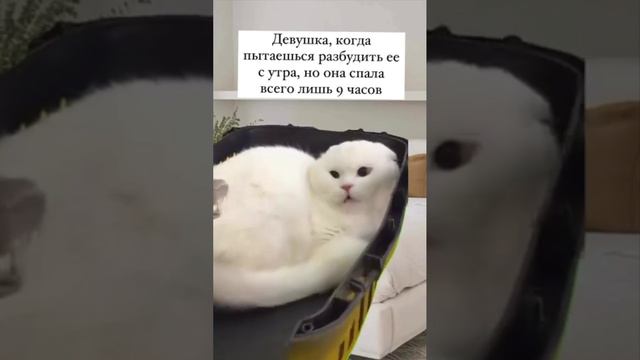 каждая девушка с утра