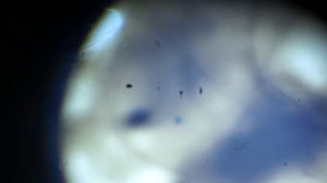 Денатурация белка-альбумина из куриного "белка" под действием спирта