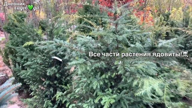 Выбор растений для сада. Прогулка по питомнику. Ель ПИХТА бересклет МОЖЖЕВЕЛЬНИК  #дневниксадовода