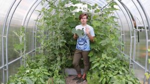 Продолжаем формировать огурцы: какие листья, пасынки, усы удалять