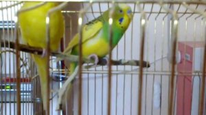 Попугай чихает