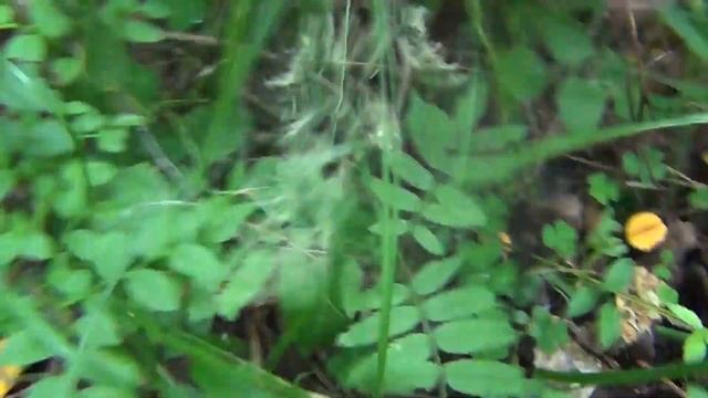 Лес в июле. Нашли подосиновики, подберезовики и лисички. смотреть онлайн