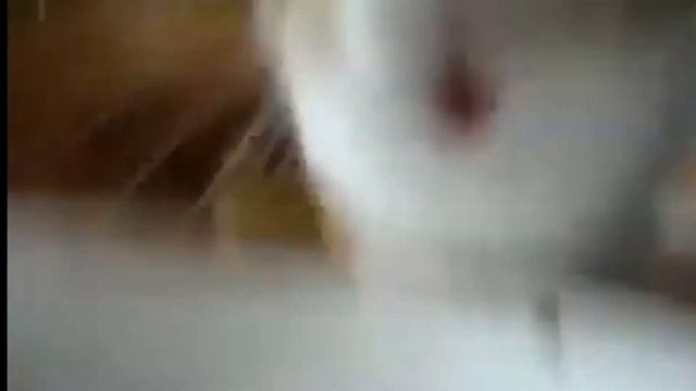 Кролик ест банан под кавер школьника смотреть онлайн