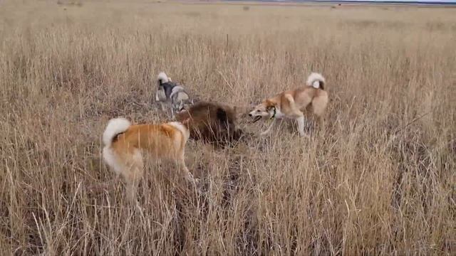26 октября, первый кабанчик в этом сезоне!