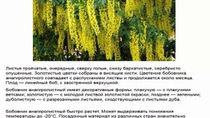 Бобовник хороший медонос