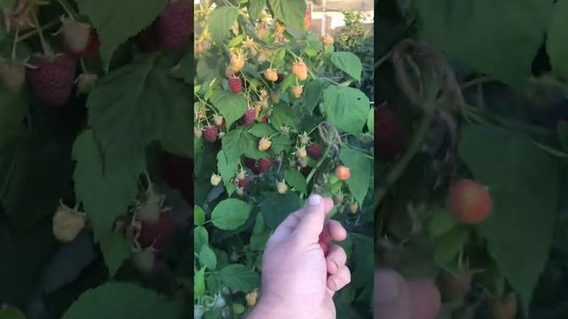 Джоан Джи суперМалина ремонтантная безшипная. Обзор плодоношения. смотреть онлайн