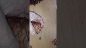 Как быстро извлечь орех из кедровой шишки
