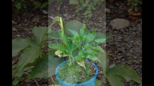 ПИНЕЛЛИЯ (PINELLIA) сем. Ароидные