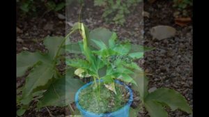 ПИНЕЛЛИЯ (PINELLIA) сем. Ароидные