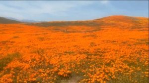 Ю-Питер - Прощай Мой Друг