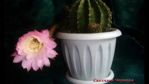Как распускаются и цветут кактусы
