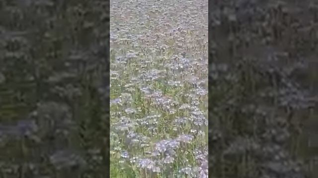 Апидомик на даче смотреть онлайн