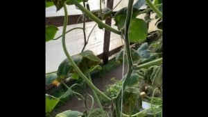 Как вяглядит Бактериоз  на огурце 17.10.2019. Потеряли 30 % урожая.м