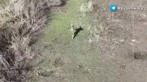 ❗⚔💥⚡Бой у Вербового: 247 полк ВДВ уничтожает штурмовую группу и берёт в плен боевика ВСУ