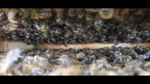 Пищит молодая матка в улье