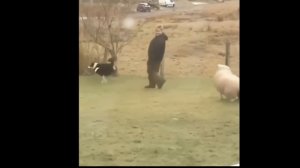 Бешеный баран бежит 120км\ч под курседа