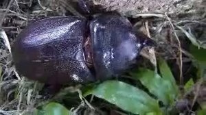 Rhinoceros Beetles-Video-P.Malaysia