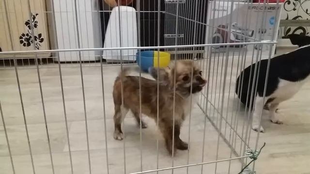 Малыш длиношерстный чихуахуа 5 месяцев. Вес 850г