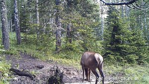 Марал на солонце